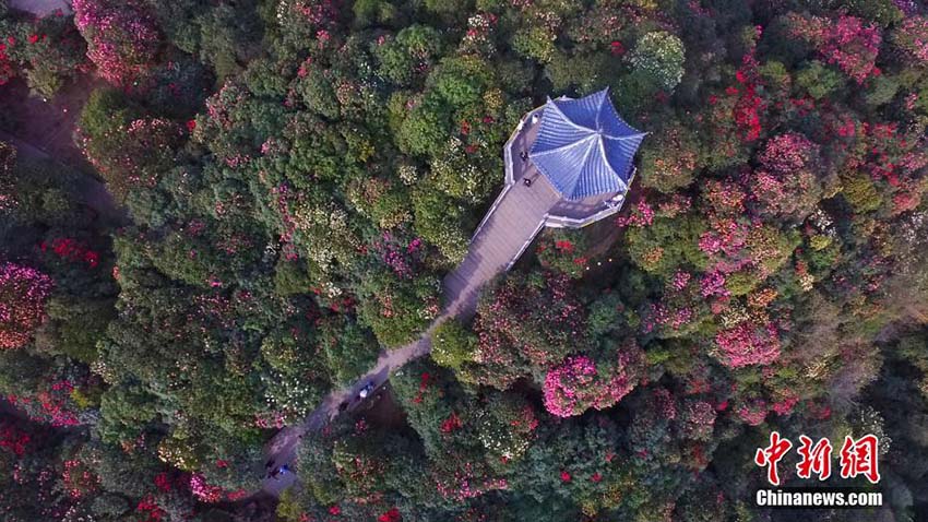 色鮮やかなアザレア一面に　貴州省の百里杜鵑景勝地を空撮