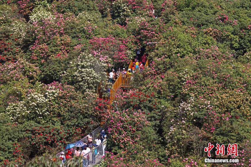 色鮮やかなアザレア一面に　貴州省の百里杜鵑景勝地を空撮