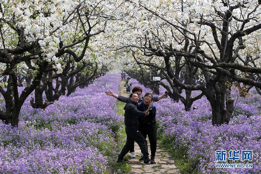 白と紫が織りなす美しい春の景色　江蘇省宿遷市