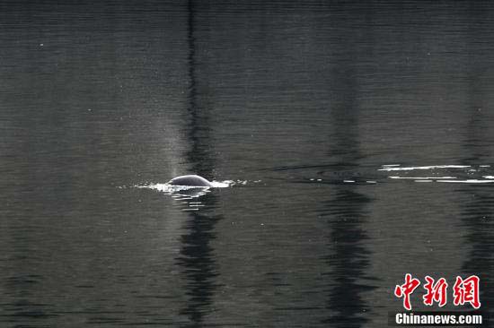 長江の宜昌一帯に数頭のスナメリ現る　湖北省