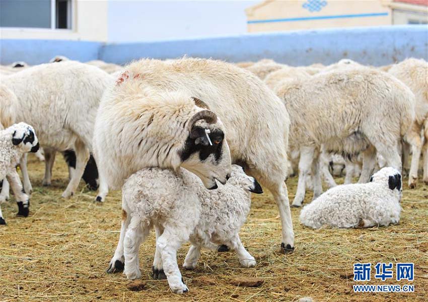 ヒツジの出産ラッシュ迎えた内蒙古の草原