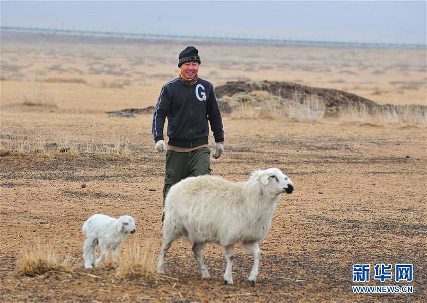 ヒツジの出産ラッシュ迎えた内蒙古の草原