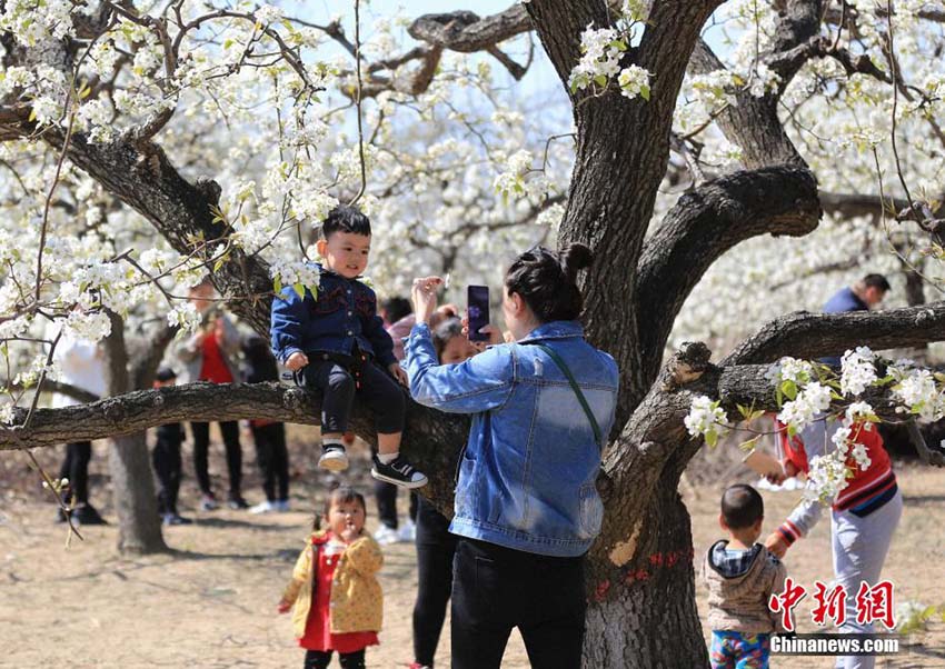 美しく咲き乱れる白い花　河北省固安県の梨園で梨の花が満開に