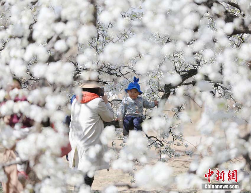 美しく咲き乱れる白い花　河北省固安県の梨園で梨の花が満開に