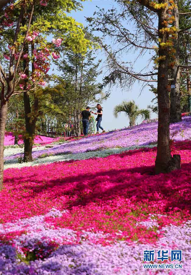 南通洲際緑博園に「カーペット」のように敷かれた色鮮やかな花々　江蘇省