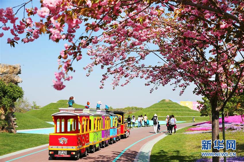 南通洲際緑博園に「カーペット」のように敷かれた色鮮やかな花々　江蘇省