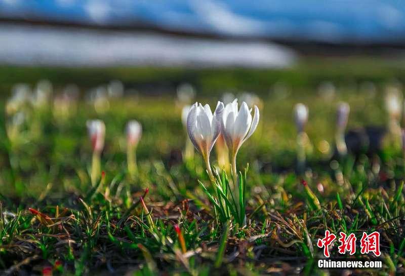 新疆の「空中草原」で氷を突き破り芽を出す野生ユリ