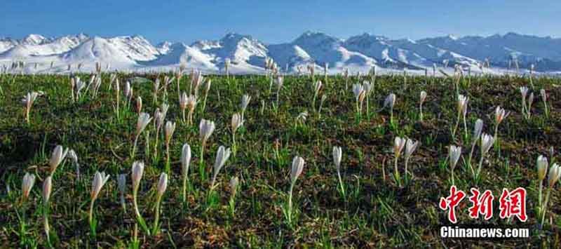 新疆の「空中草原」で氷を突き破り芽を出す野生ユリ