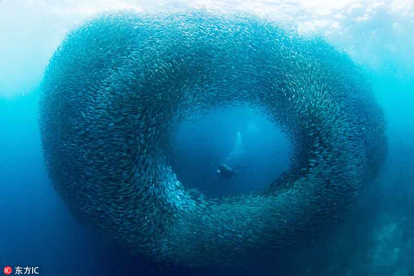 フィリピンの海底に巨大な渦！　深海で回遊するイワシの大群