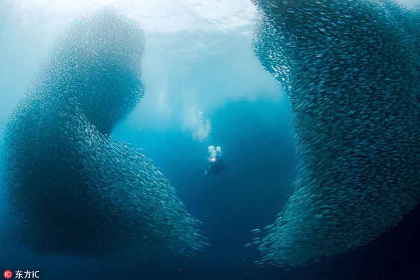 フィリピンの海底に巨大な渦！　深海で回遊するイワシの大群
