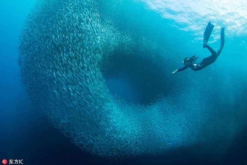 フィリピンの海底に巨大な渦！　深海で回遊するイワシの大群