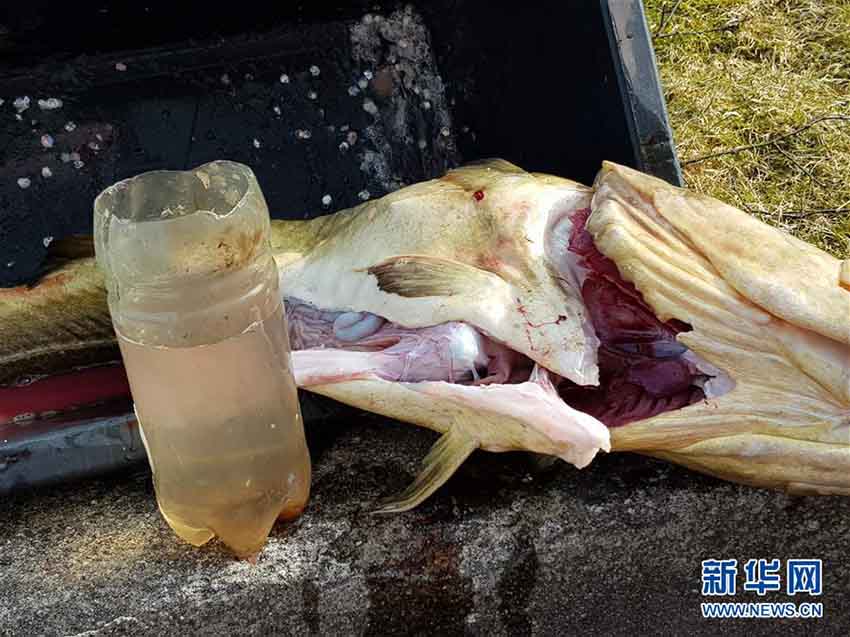 海洋汚染が深刻なノルウェー　捕まえたタラのお腹の中にペットボトル