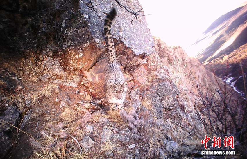 西蔵自治区東部で今年に入りユキヒョウの姿捉えた映像56回に