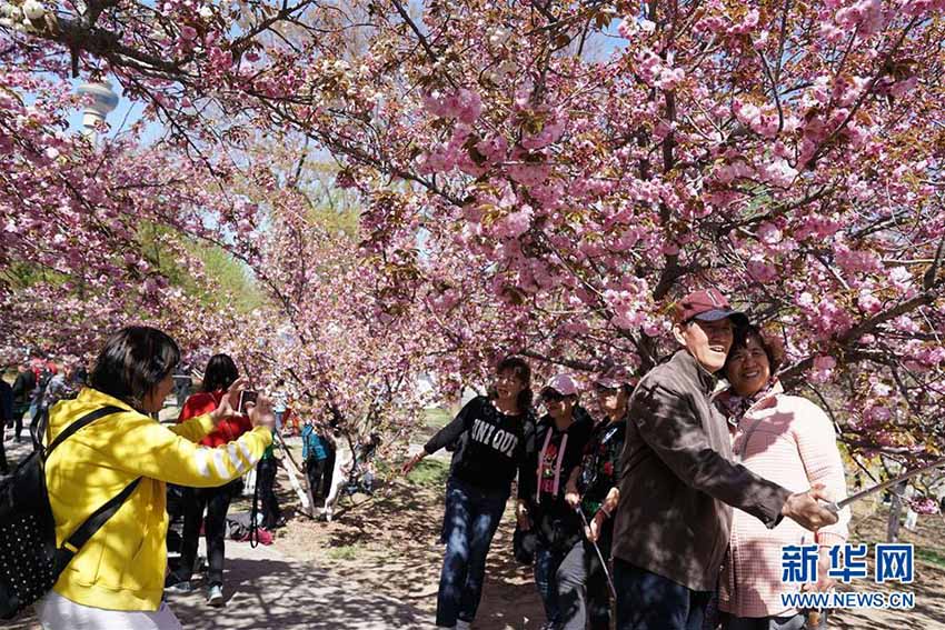 玉淵潭公園で遅咲きの桜が満開に　北京市
