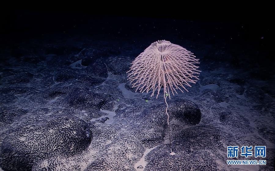 西太平洋の「海底の花園」マゼラン海山の生物たち