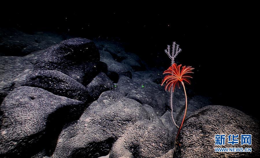 西太平洋の「海底の花園」マゼラン海山の生物たち