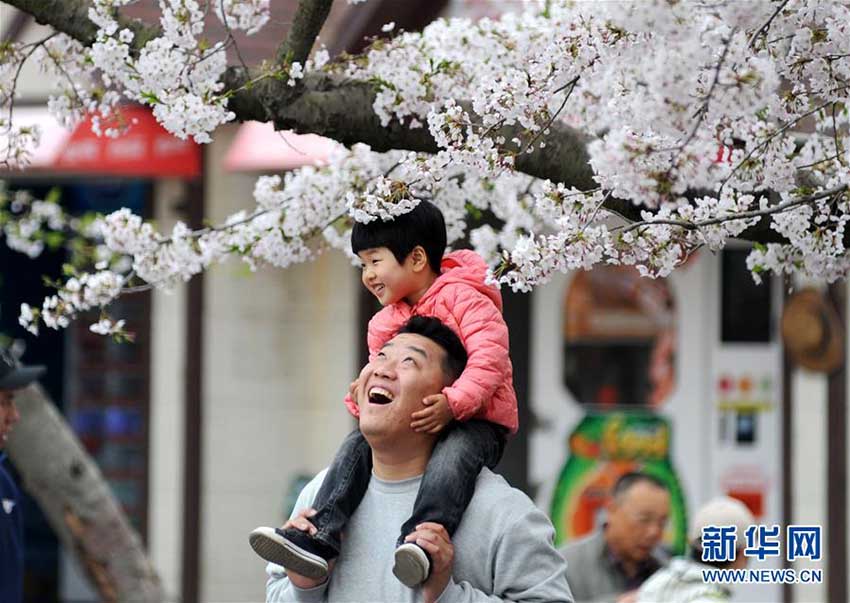青島市の中山公園で桜開花シーズン突入　花見を楽しむ人たち