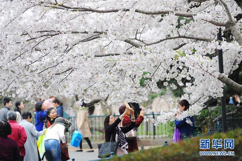 青島市の中山公園で桜開花シーズン突入　花見を楽しむ人たち