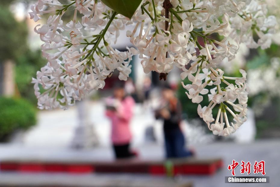 北京市法源寺内で丁香の花が満開に