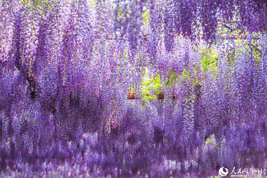 艶やかな藤色の滝広がる　海の嘉定紫藤園が開花シーズン