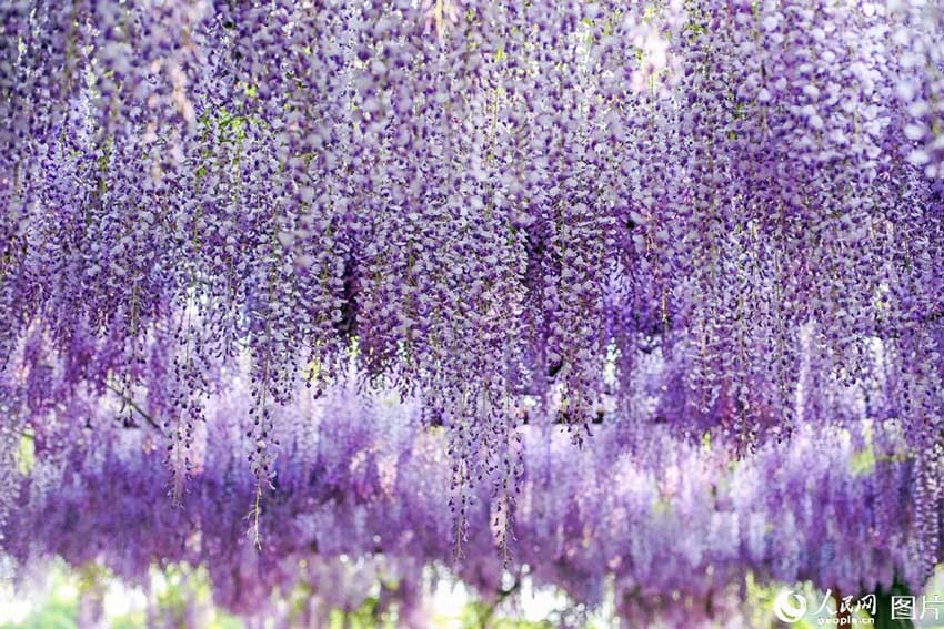 艶やかな藤色の滝広がる　海の嘉定紫藤園が開花シーズン