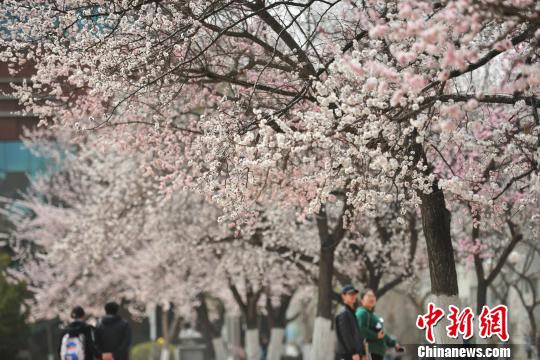 ピンク一色の美しい風景広がる　遼寧省瀋陽市で桃の花が満開に
