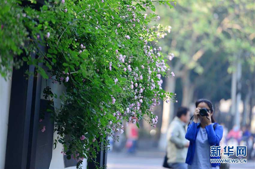 バラの芳しい香りにつつまれた南京の街
