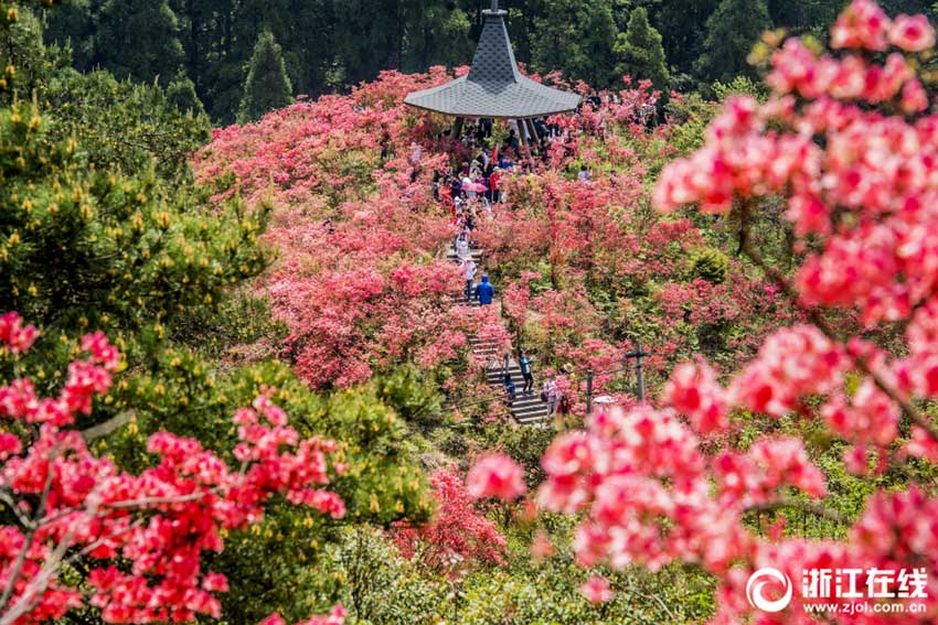 鮮やかな色のツツジが山を彩る　浙江省の「浙中杜鵑谷」