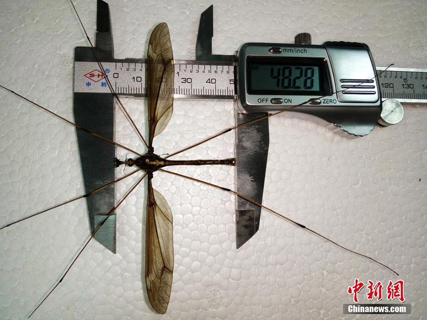 四川省成都市で体長5センチの世界最大レベルのミカドガガンボ発見
