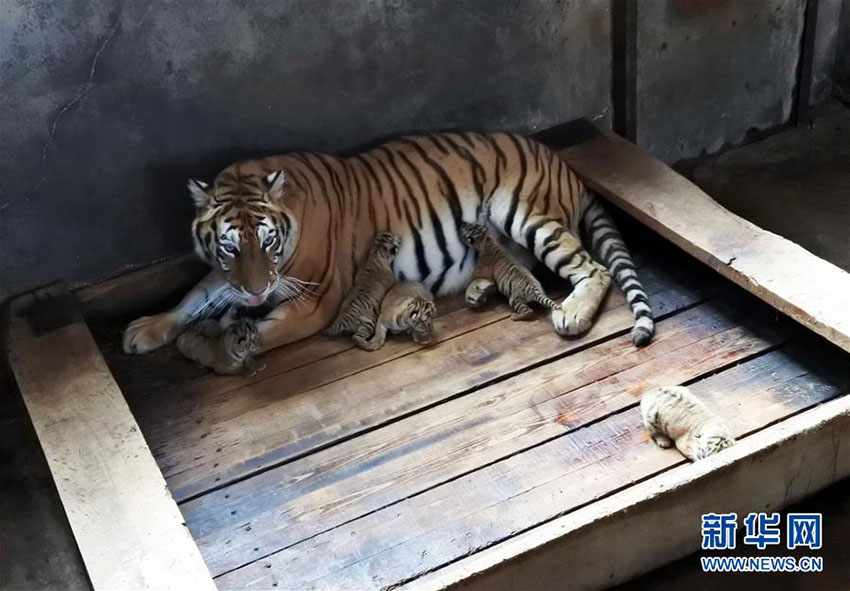 黒竜江省の東北トラ飼育繁殖基地で五つ子の赤ちゃんトラが誕生