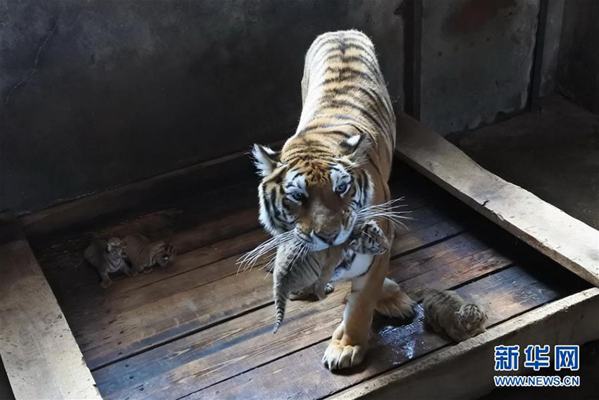 黒竜江省の東北トラ飼育繁殖基地で五つ子の赤ちゃんトラが誕生