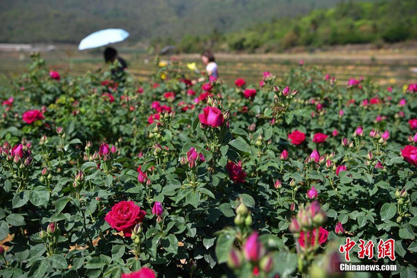 雲南省安寧市で食用バラが満開　摘み取り作業に追われる地元住民