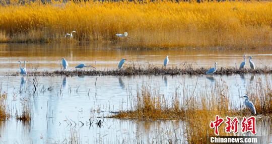 生態環境好転の甘粛省玉門市　湿地公園に多くの渡り鳥が訪れるように