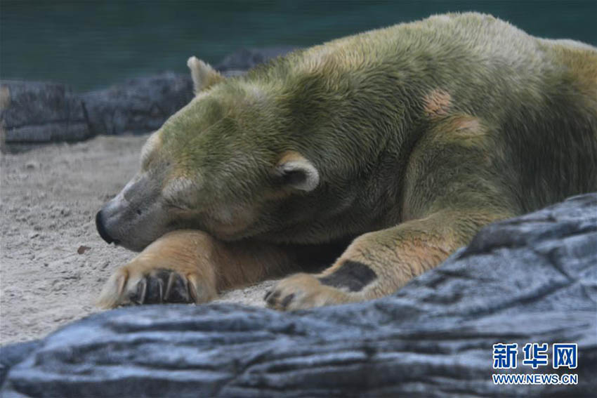 熱帯地域で初めて誕生したホッキョクグマが安楽死　シンガポール