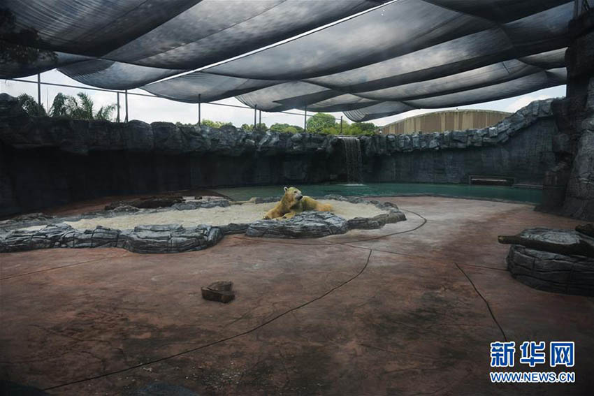 熱帯地域で初めて誕生したホッキョクグマが安楽死　シンガポール