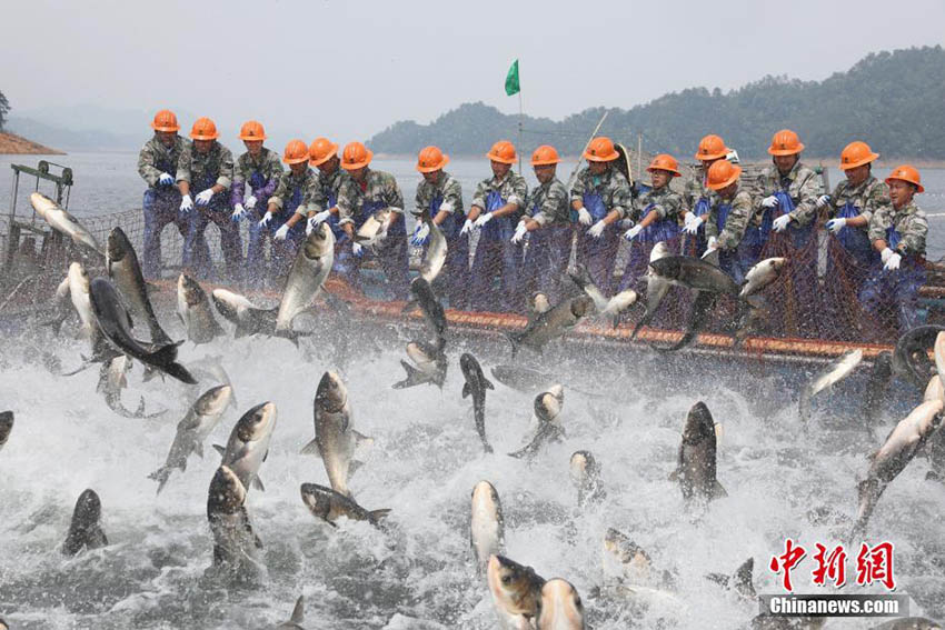 無数の魚が豪快に飛び跳ねる　浙江省千島湖畔の「巨大網の魚捕り」