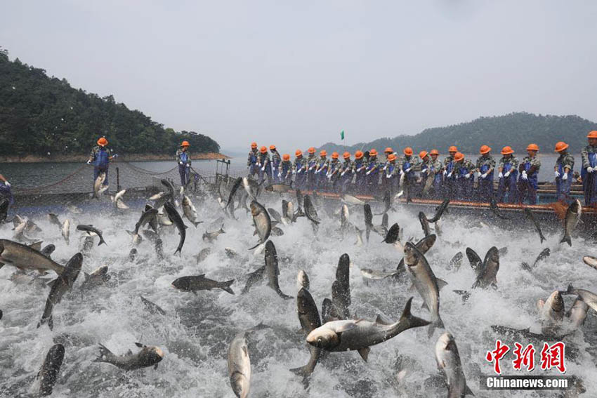 無数の魚が豪快に飛び跳ねる　浙江省千島湖畔の「巨大網の魚捕り」