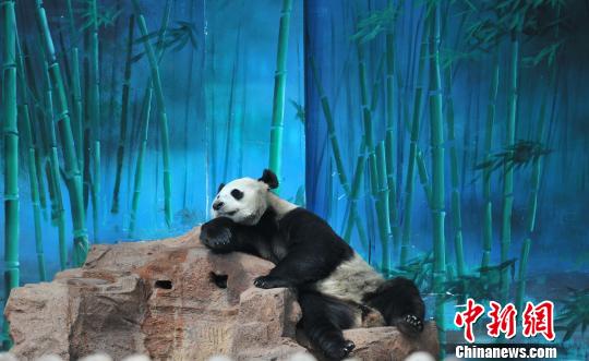 パンダの「浦浦」、実はオスだった 瀋陽森林動物園が発表
