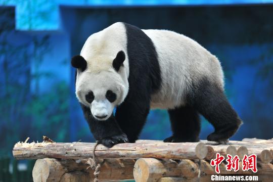 パンダの「浦浦」、実はオスだった 瀋陽森林動物園が発表