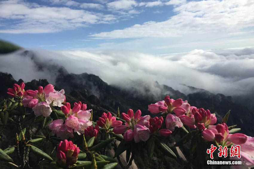 雨上がりの黄山に広がる雲海とツツジの花の絶景　安徽省