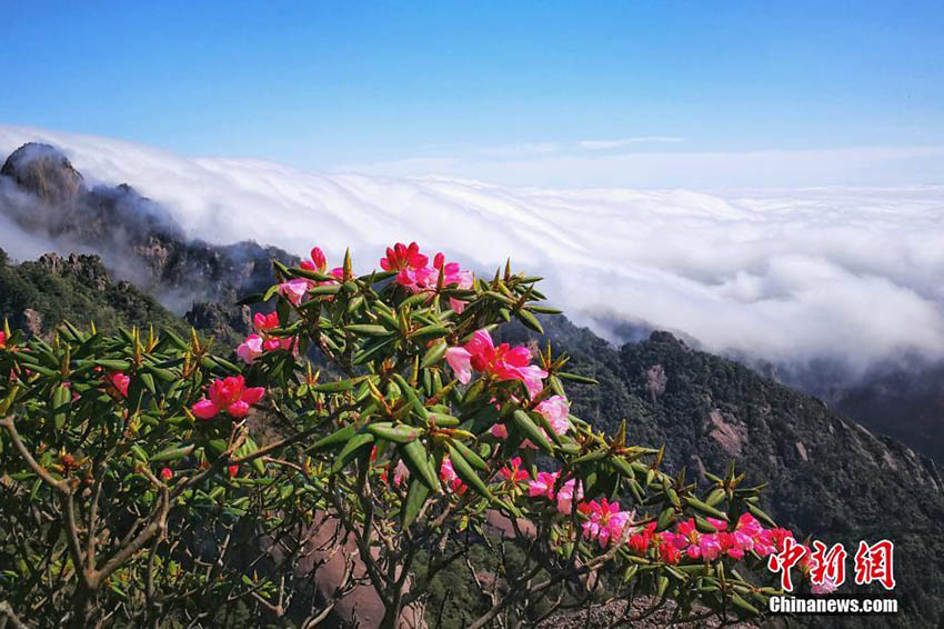 雨上がりの黄山に広がる雲海とツツジの花の絶景　安徽省