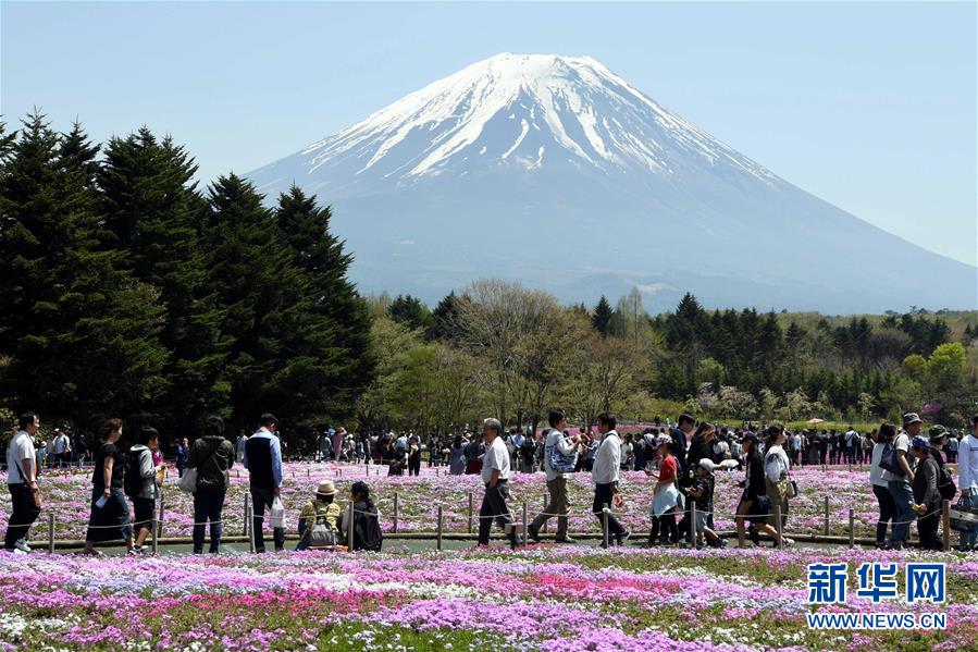 富士山麓で芝桜が満開　日本