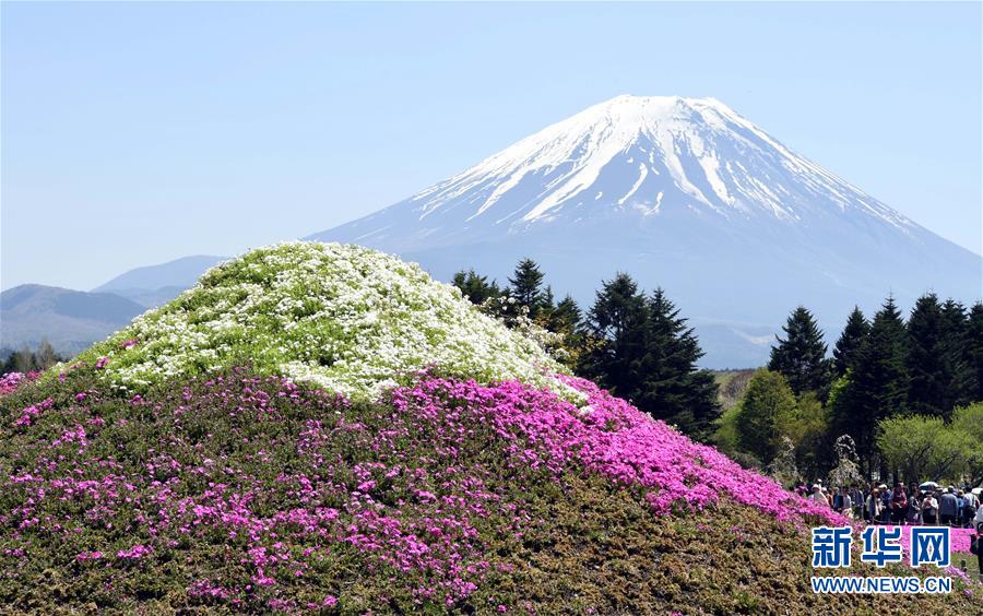 富士山麓で芝桜が満開　日本