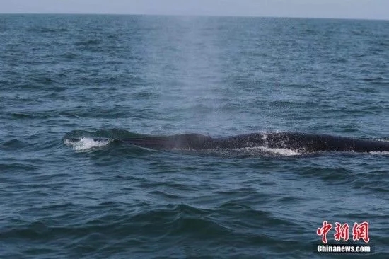 中国沿岸部にクジラの群れ現る