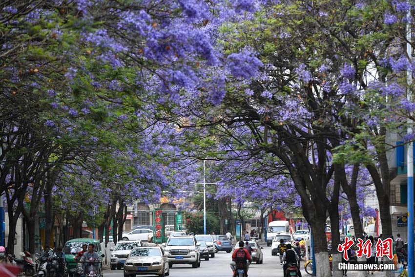 色鮮やかな「花の道」　紫雲木の花が咲き誇る昆明市の街中