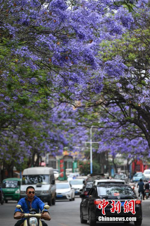 色鮮やかな「花の道」　紫雲木の花が咲き誇る昆明市の街中