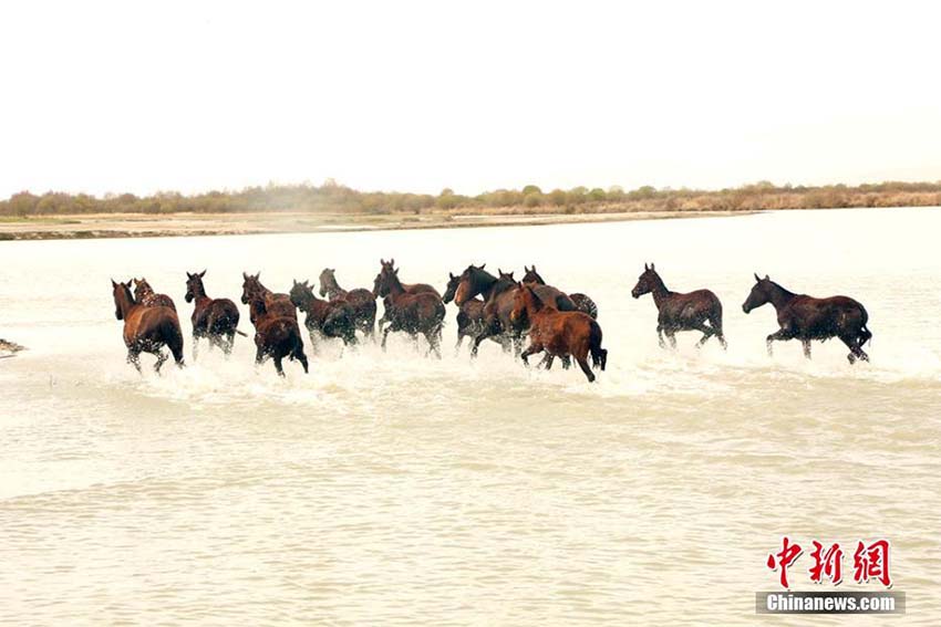 昭蘇県の大草原の水辺で水浴びをする「天馬」　新疆