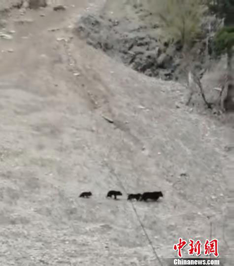 四川省の景勝地に「クマ出没」　親子連れのクマをバス運転手が偶然撮影