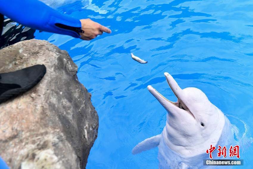 中国、旧暦3月23日「シナウスイロイルカ保護PRデー」に制定