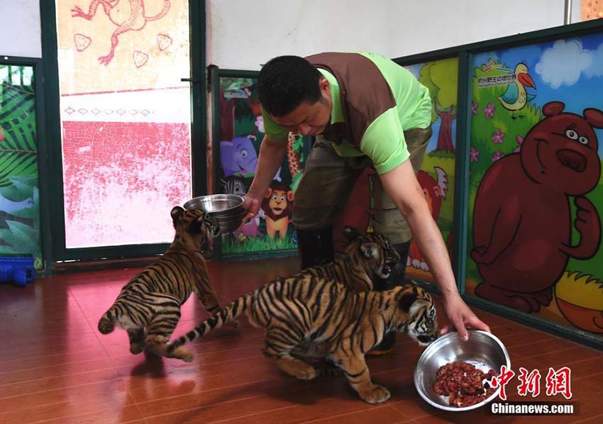 生後3ヶ月となった杭州市生まれの3つ子の華南トラがお披露目　浙江省